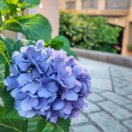 Jardin De Fleurs Apartment Petrovac Exterior photo